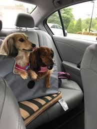 Beautiful Dachshunds Dachshund Golden Retriever Retriever