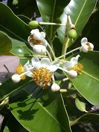 Image result for Calophyllum inophyllum