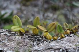 Image result for Bulbophyllum sandersonii