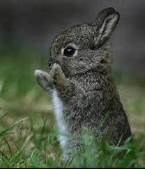 Imagini haioase poze haioase cu bebeluși momente haioase salate sănătoase poze amuzante clipuri haioase. Poze Haioase Poze Iepuri Poze Cu Animale Amuzante Roger
