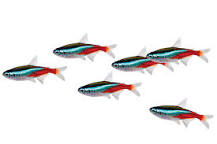 Tetras Care Guide