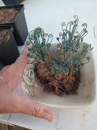 Image result for Nesaea sarcophylla