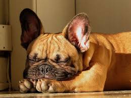 صور البولدوج الفرنسي Funny Animals Bulldog Cute Dogs