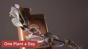 Image result for Kleinia grantii