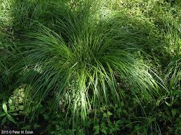 Image result for Carex mannii