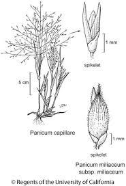 Image result for Panicum miliaceum