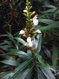 Image result for Justicia striolata