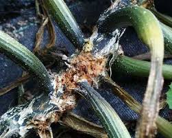If you see wilting, slit open the stems, remove the larvae (white with black heads), then cover the damaged stem with good soil and keep watered. Help Wanted Identifying Zucchini Pest Problem Homeownershub