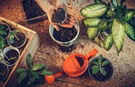 Check spelling or type a new query. How To Make Plants Grow Faster At Home Ultimate Useful Tips Gardening Tips And Tricks