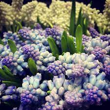 Fresh wholesale flowers, sequoia floral international. Sequoia Floral Int L Home Facebook