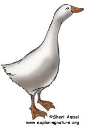 His neck will be longer and thicker than the female. Goose