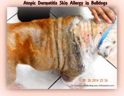 What are french bulldog hives? Allergic Atopic Itch Dermatitis In Bulldogs And French Bulldogs