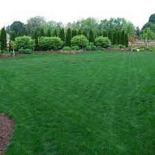Kentucky Bluegrass Seed Midnight Kentucky Bluegrass Lawn Seed Seeding Lawn Grass Seed Low Maintenance Landscaping Front Yard