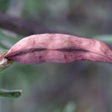 Image result for Rhigozum brevispinosum