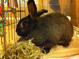 We did not find results for: Easter Bunnies The Colony Texas Pet Sitter Says Just Say No Guardian Pet Sitters