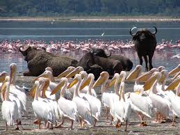 Http 1 Day Tours In Kenya Com Package Nairobi Bird Watching Packages Html Nakuru National Park Tours Safari Tour