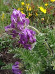 Image result for Indigofera laxiracemosa