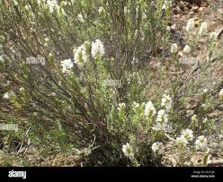 Image result for Hebenstretia angolensis
