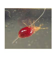 The term usually refers to species that prefer to feed on human blood. How To Get Rid Of Bed Bugs How To Kill Bed Bugs