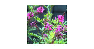 Image result for Indigofera kuntzei