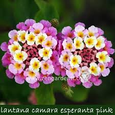 Pembe Lantana Fidesi Agac Minesi Lantana Fidani Bodur Lantana 16 90 Tl