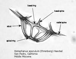 Image result for Distephanus