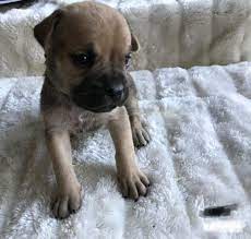 Black White Fawn Male Akc Cane Corso Las Vegas Nevada Puppy For Sale Canecorso Canecorsopuppies Puppies Puppies For Sale Cane Corso