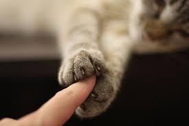 How To Get Financial Assistance With Veterinary Care The Ultimate Resource Poisoned Pets A Look Inside The Pet Food Industry Cats Cat Paws Cute Animals