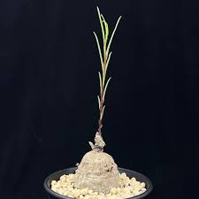 Image result for Ipomoea welwitschii