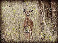 Wildlife on Grand Island: Let's talk Deer & Ticks