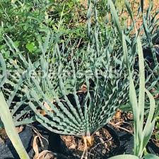 Image result for Boophone disticha