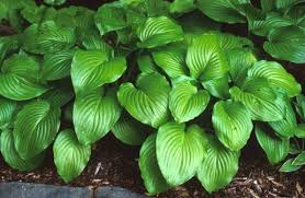 Buy Empress Wu Giant Hosta Lily | Free Shipping | Wilson Bros Gardens | 1  Gallon Pot For Sale Online