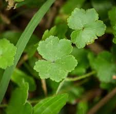 Image result for Centella asiatica
