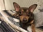 Chiweenie - Your Tiny Chihuahua Dachshund Mix