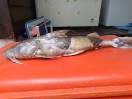 Siapa sangka, mal terbesar di indonesia ternyata bukan di jakarta, melainkan berdiri di kota pahlawan, surabaya. Ikan Sungai Liar Yg Exotic Di Malaysia Publicacoes Facebook