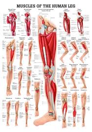 Anatomy Of Leg Muscles And Tendons Anatomy Diagram Leg