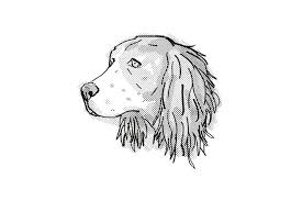 Make a coloring book with springer spaniel for one click. English Springer Spaniel Dog Breed Cartoon Retro Drawing 374246 Illustrations Design Bundles
