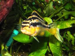 Black And Yellow Fish Freshwater Auratus Female My Tropical Fish Tropical Fish Fish Pet Female