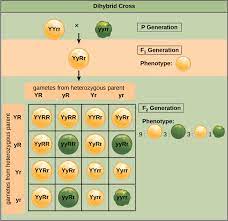 Mendel crossed pea plants having. Laws Of Inheritance Biology I