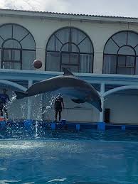 Delfines Bb