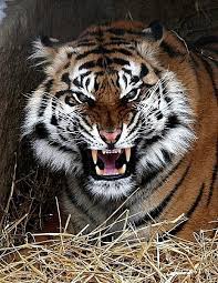 Angry Tiger Angry Animals Big Cats Tiger Pictures