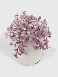 Image result for Callisia