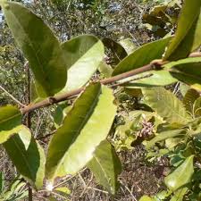Image result for Polyspatha paniculata