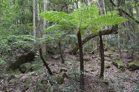 Image result for Cyathea manniana
