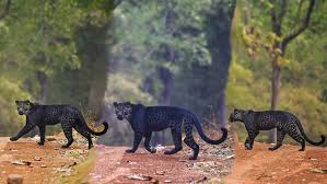 Black leopards results and fixtures. Photographer Captures Rare Black Leopard In Tadoba National Park