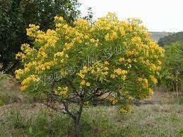 Cassiacorymbosa Flowering Senna Water Wise Plant Water Wise Plants Plants Deer Resistant Plants