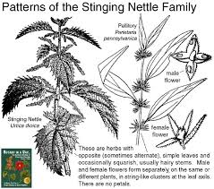Image result for Urticaceae