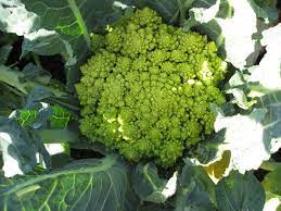 Drizzle with olive oil and season with salt, black pepper, garlic powder, and paprika. Romanesco Broccoli Fibonacci Of The Garden