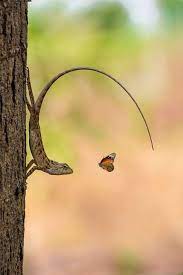 Best Photos On The Facebook 121 Clicks Group Animals Beautiful Pet Birds Animals Wild