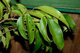 Image result for Dialium